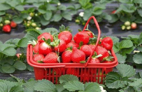 爆料种植草莓视频播放网站,热门视频带你走进草莓种植世界 第3张 爆料种植草莓视频播放网站,热门视频带你走进草莓种植世界 第3张